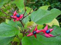 clerodendron trichotomum fruits.JPG